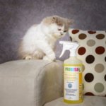 Tierhaare Und Geruche Entfernen Teppich Reinigen